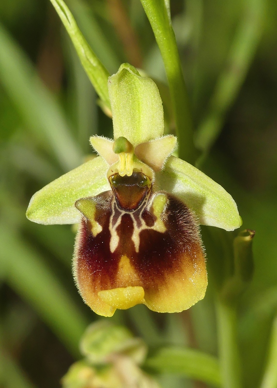 Ophrys lacaitae tra introgressioni e forme ibride  Molise 2023.